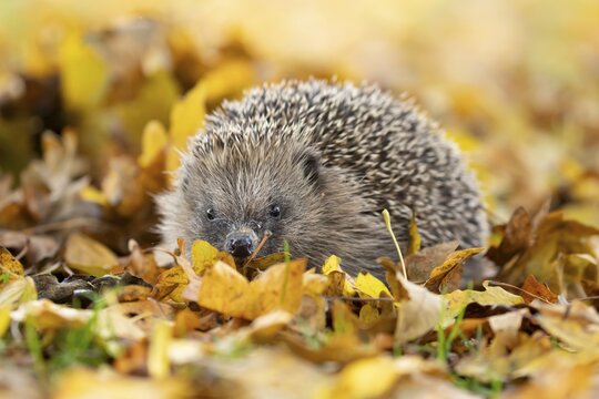 European hedgehog (Erinaceus europaeus) adult mammal walking on fallen autumn colour leaves in a garden, England, United Kingdom