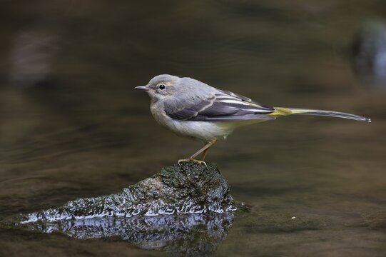 Grey Wagtail (Motacilla cinerea), Eifel, Rhineland-Palatinate, Germany