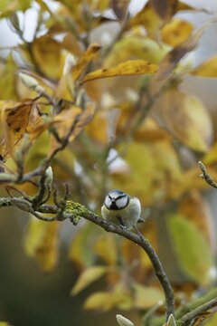 Blue tit (Cyanistes caeruleus) adult garden bird on a Magnolia tree branch with autumn colour leaves, England, United Kingdom