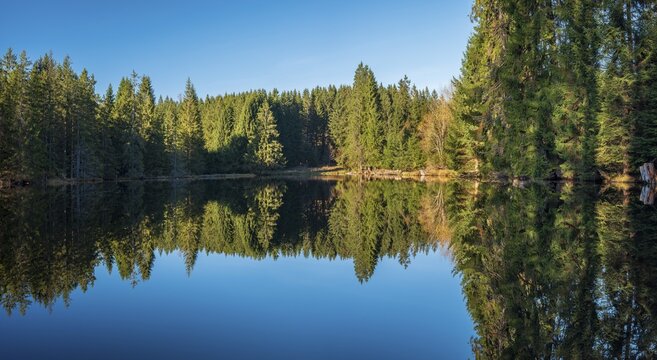 Small lake in the Thuringian Forest under blue sky, spruce forest reflected, Ochsenbacher Teich, Thuringia, Germany