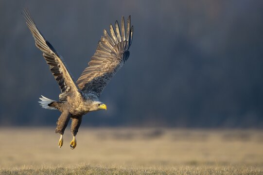 Soaring adult white-tailed eagle (Haliaeetus albicilla) in winter, Kutno, Poland