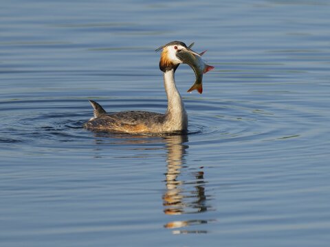 Great Crested Grebe (Podiceps Scalloped ribbonfish) with a large fish in its beak swimming on a lake, devouring a large, captured rudd (Scardinius erythrophthalmus), blue water, Lower Saxony, Germany