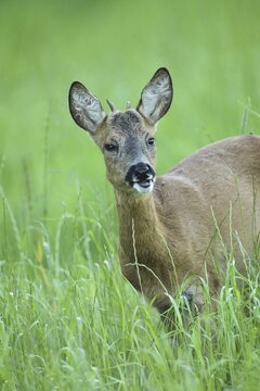 Roe deer (Capreolus capreolus) buck, so-called button buck in tall grass, Allg&auml;u, Bavaria, Germany