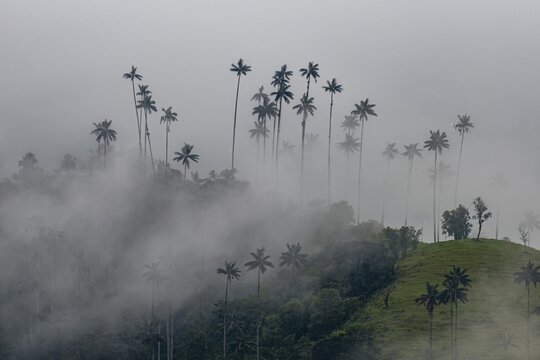 Wax palms largest palms in the world, Cocora valley, Unesco site coffee cultural landscape, Salento, Colombia
