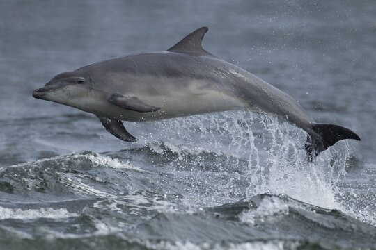 Common bottlenose dolphin (Tursiops truncatus) adult marine mammal leaping out of the water of the sea, Cromarty Firth, Scotland, United Kingdom