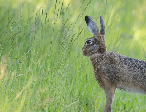 European hare (Lepus europaeus) standing in a meadow and looking attentively, wildlife, Thuringia, Germany