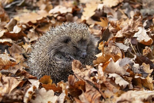 European hedgehog (Erinaceus europaeus) adult animal curled in a ball sleeping during hibernation on fallen tree leaves in a woodland in autumn, England, United Kingdom