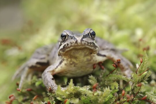 Common frog (Rana temporaria), North Rhine-Westphalia, Germany