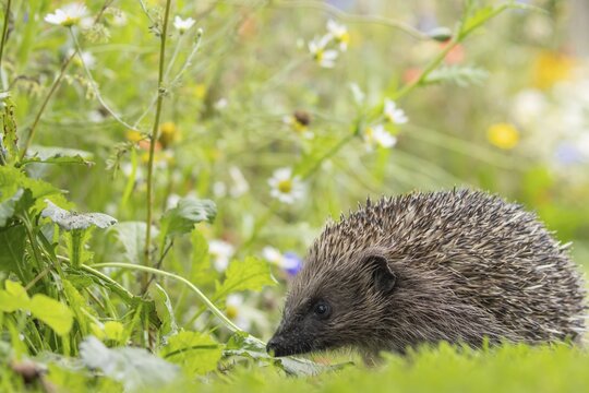 European hedgehog (Erinaceus europaeus) adult animal on a garden grass lawn next to a flower border in summer, England, United Kingdom