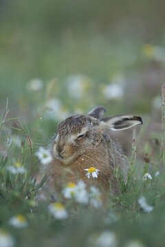 European brown hare (Lepus europaeus) juvenile baby leveret animal sleeping amongst wildflowers in summer, Suffolk, England, United Kingdom