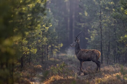 It is very cold this morning, easily recognisable by the breath mist of the red deer (Cervus elaphus), frost, cold, hoarfrost, morning sun, Germany