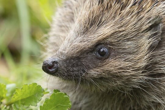 European hedgehog (Erinaceus europaeus) adult animal in a garden, England, United Kingdom
