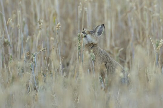 European brown hare (Lepus europaeus) adult animal eating a wheat plant seedhead in a farmland field in summer, England, United Kingdom