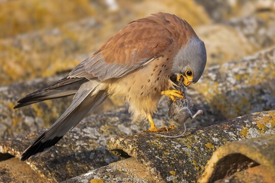 Lesser kestrel (Falco naumanni) male, hunting for mice, with mouse as prey, successful hunt, foraging, sitting on ruins, lying in wait, steppes, deserts and extensively used grasslands, Mediterranean region, Toledo, Spain