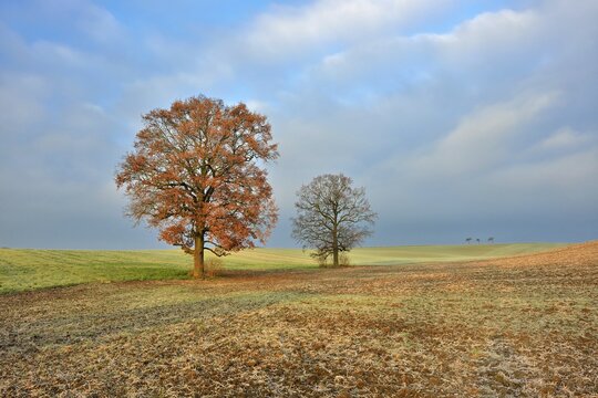 Two oaks on ploughed field in autumn, Burgenlandkreis, Saxony-Anhalt, Germany
