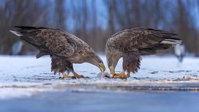 White-tailed eagle (Haliaeetus albicilla) adult bird on the water and on the ice, hunting, foraging, lake landscape, prey, hunting, waterfowl fleeing, male and female, pair, carp eating, fish caught, heron fleeing, catches, geese, flight, bird of prey, watery landscape, Hortob&aacute;gyi Nemzeti Park, Hungary