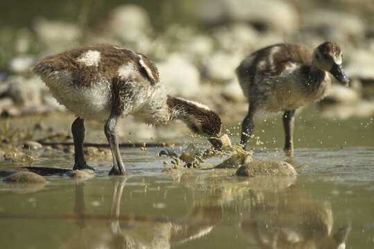 Egyptian goose (Alopochen aegyptiaca) young bird eating fish waste in a gravel pit, Allg&auml;u, Bavaria, Germany, Allg&auml;u, Bavaria, Germany