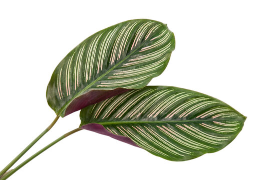 Calathea Leaves With Pink Stripes On Transparent Background