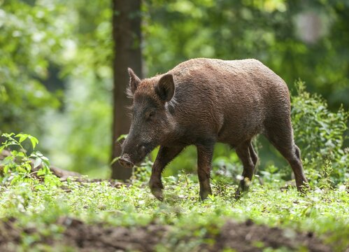 Wild boar, wild boar (Sus scrofa), boar with summer coat, summer rind running through the forest, captive, Germany