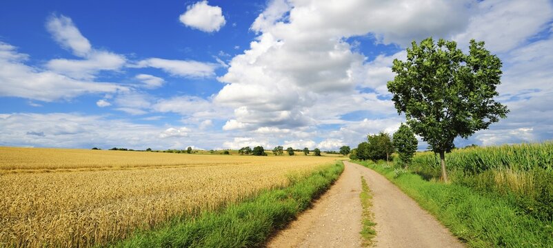 Panorama, country lane through cultural landscape in summer, fields with wheat and corn, blue sky with cumulus clouds, Saalekreis, Saxony-Anhalt, Germany