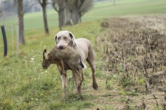 Hunting dog shorthaired Weimaraner retrieves hare (Lepus europaeus) Lower Austria, Austria