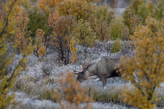 The bull moose (Alces alces) follows the female into the dense and barely visible vegetation, hoarfrost, autumn, Ruska, rut, moose rut, Norway