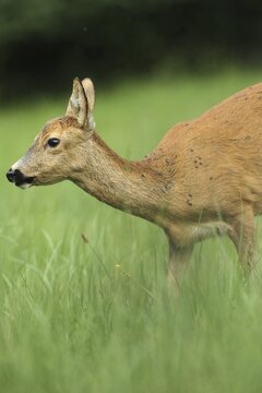 European roe deer (Capreolus capreolus) plagued by flies in the meadow, Allg&auml;u, Bavaria, Germany