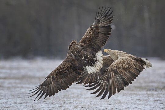 White-tailed eagle (Haliaeetus albicilla) foraging on a frozen lake, food envy, territory defence, aerial combat, adult eagle, pair, calling, courtship, Kampinoski National Park, Poland