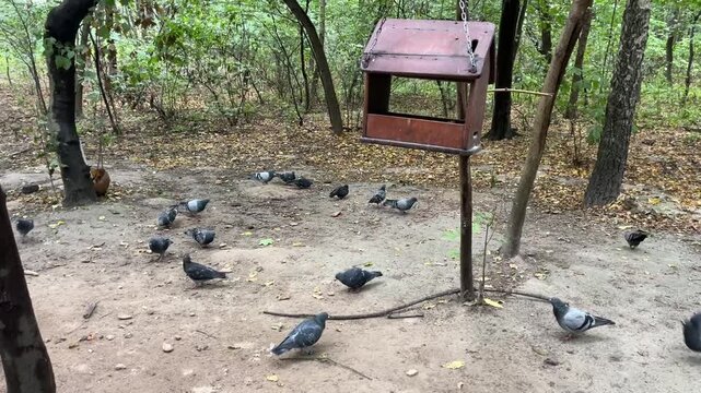 Flock of city pigeons feeding near a hanging wooden bird feeder in a green forested park, Kyiv, Ukraine. Autumn leaves, urban wildlife behavior, community feeding and nature care concept, candid outdo