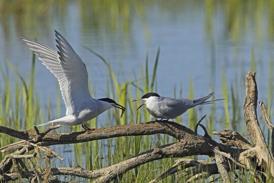 Common Tern (Sterna hirunda) Courtship, male presents bridal gift to female, Central Sweden, Sweden, Scandinavia