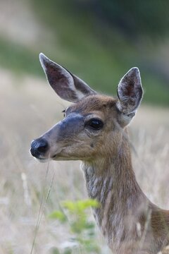 Black-tailed Deer (Odocoileus hemionus), female, on Hurricane Ridge, Olympic National Park, Washington, USA