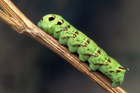 Elephant Hawk-moth caterpillar (Deilephila elpenor), North Tirol, Austria