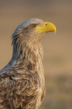 Old white-tailed eagle (Haliaeetus albicilla) safe in winter with sharp look, portrait, Kutno, Poland
