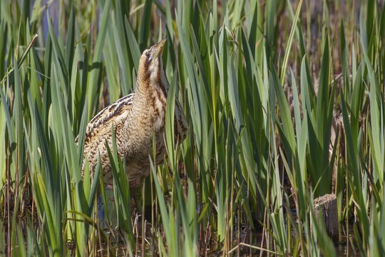 Eurasian or Great bittern (Botaurus stellaris) adult bird in a reedbed, England, United Kingdom