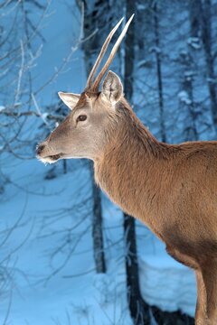 Red Deer (Cervus elaphus), Hinterriss, Tyrol, Austria, Europe