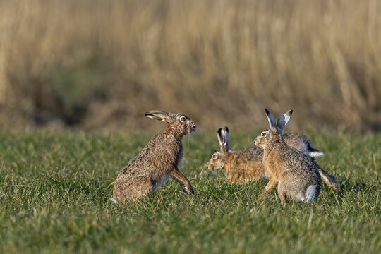 After the chase, a male approaches the female fieldfare (Lepus europaeus), which stands on its hind legs and fends off the approach attempt, mating season, morning light, gathering season, spring, Germany