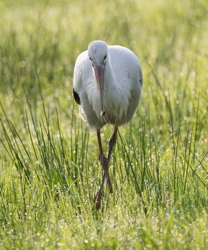 White stork (Ciconia ciconia) foraging in a meadow in the early morning, snail in its beak, dew pearls on the grass, Lower Saxony, Germany