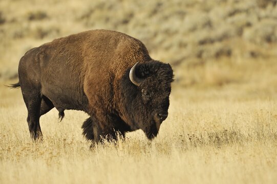 American bison (Bos bison, Bison bison), male, Yellowstone National Park, Wyoming, USA