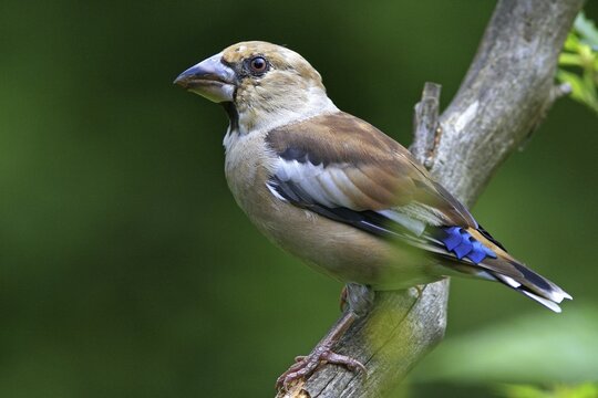 Hawfinch (Coccothraustes coccothraustes)