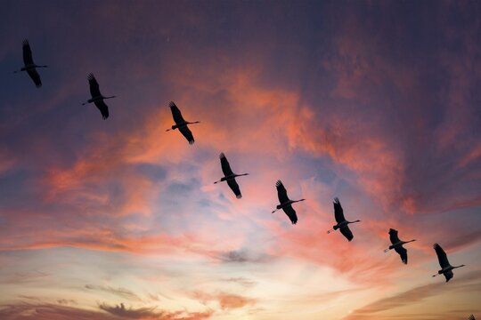 Crane (Grus grus) in flight as silhouette in sunset, wildlife, Zingst, Mecklenburg-Western Pomerania, Germany