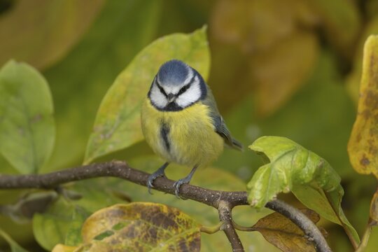 Blue tit (Cyanistes caeruleus) adult garden bird in a Magnolia tree with autumn colour leaves, England, United Kingdom