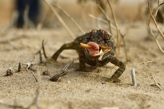 Namaqua chameleon (Chamaeleo namaquensis), feeding, Namib Desert near Swakopmund, Namibia