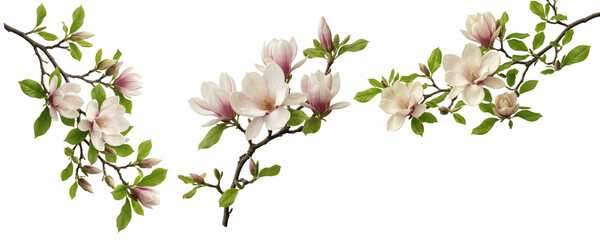 A Set of magnolia branch PNG clipart, elegant blooming twigs with soft pink white petals and green leaves for invitations, posters, branding, decor and cards   © UzaiR