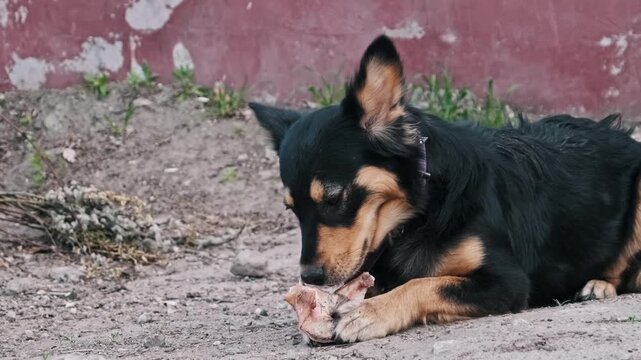 A black and tan mongrel lies on the dirt ground outdoors, gnawing aggressively on a large raw bone while looking around. Concept of street animal survival, hunger, and natural instinct.