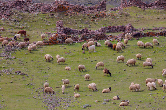 Shepherd and flocks under the trees in nature