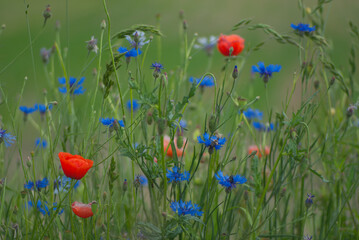 Czerwone maki polne na zielonej łące latem, widok z bliska."Wildflower meadow with red poppies and blue cornflowers in summer  © Przemysław.S