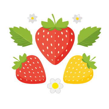 Flat Design Illustration of Strawberries and Pineberry
