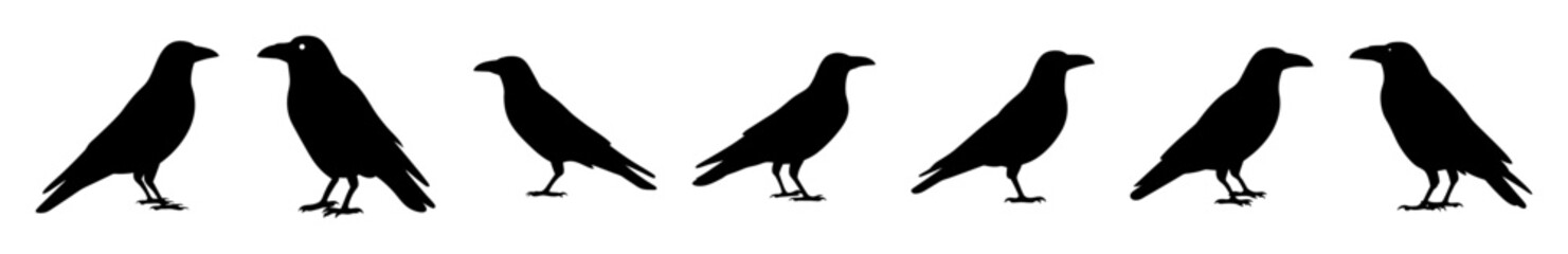 Fototapeta premium Five black crows walking in a line - A clean, minimalist line drawing of five black crows walking side by side in a straight line, ideal for editorial or illustrative use.