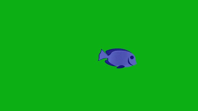 fish blue tropical aquarium marine aquatic swim premium stock media clip for professional video editing projects. this high-end visual element is perfectly optimized