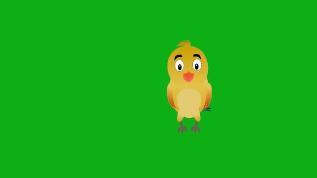 chick baby chicken poultry farm bird feathers yellow premium stock media clip for professional video editing projects. this high-end visual element is perfectly optimized